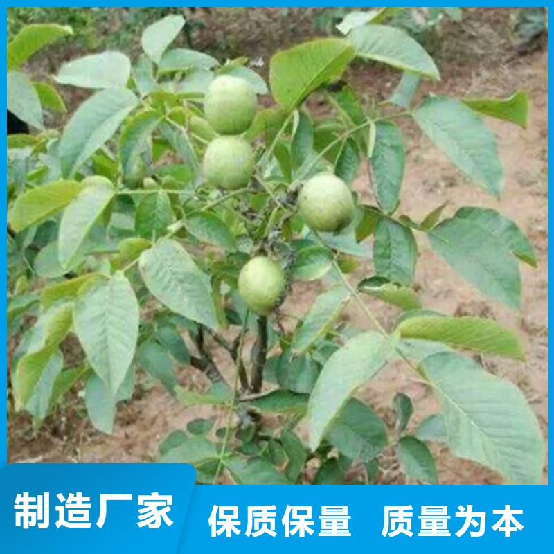 核桃苗【草莓苗价格】规格型号全