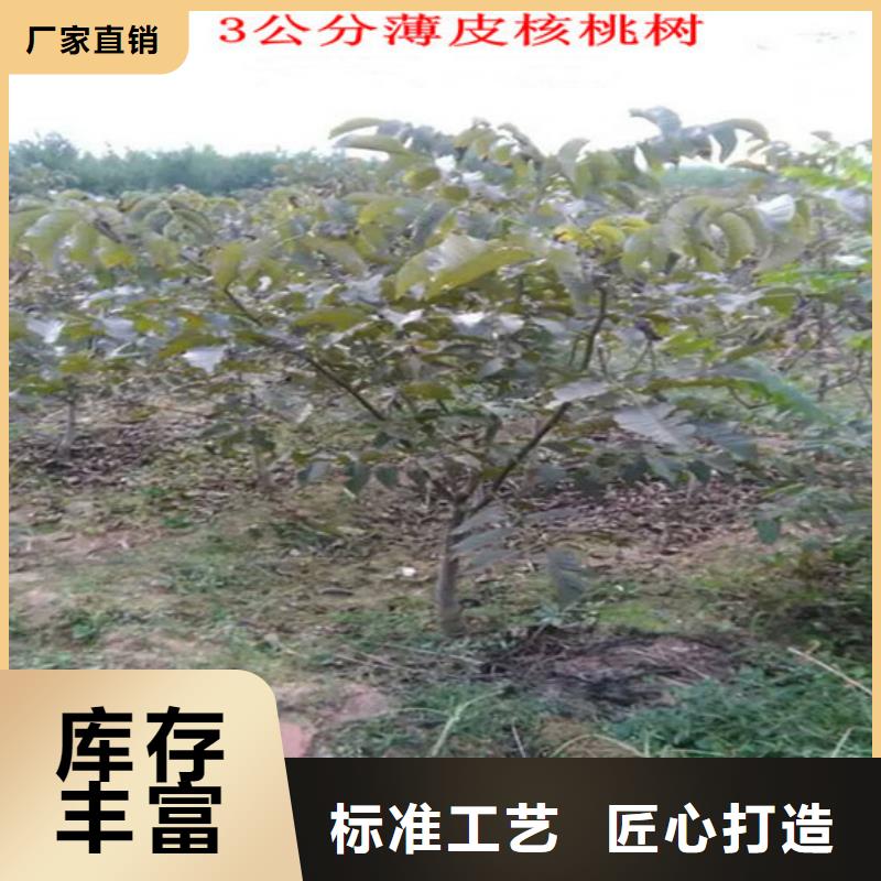 【核桃苗蜂糖李子树苗质量牢靠】