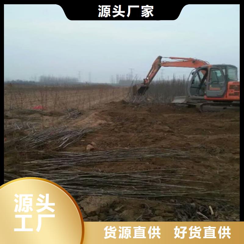 核桃苗【果树苗批发基地】24小时下单发货