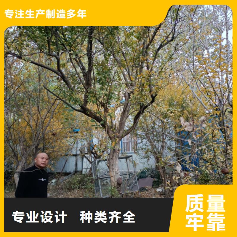 法桐北京栾快速发货