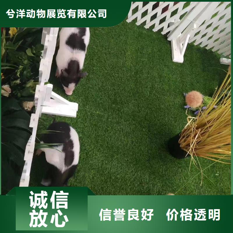 马戏团/羊驼小香猪宠物出租一对一服务