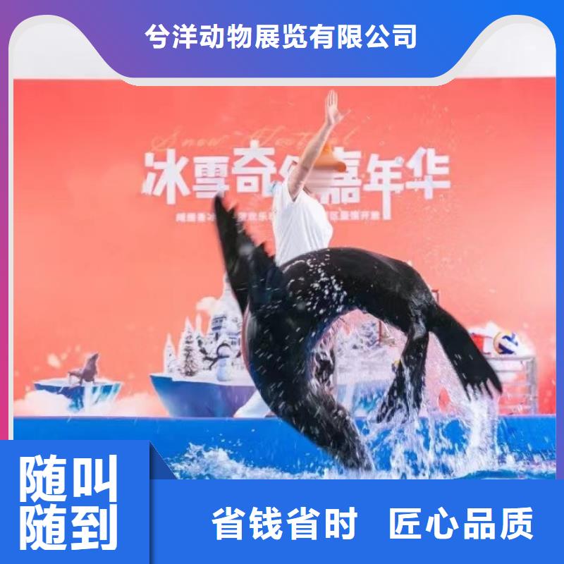 海洋主题动物表演羊驼出租欢迎询价