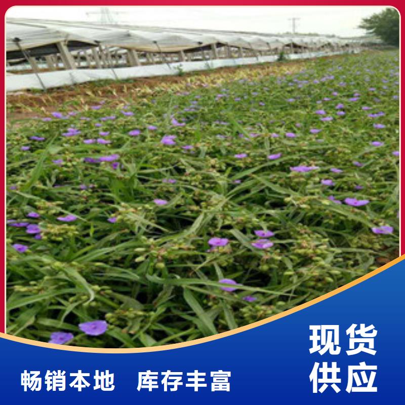 时令草花柳叶马鞭草/薰衣草场报价