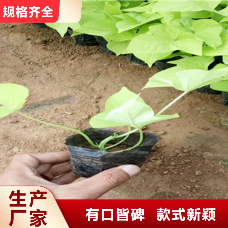 时令草花水生植物/荷花睡莲产品细节