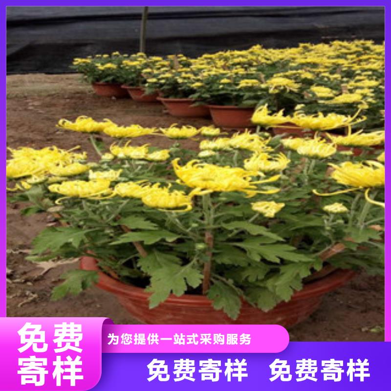 【时令草花】时令花卉/绿化草花价格订购