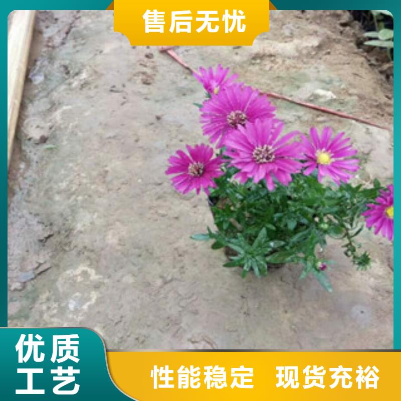 时令草花耐寒耐旱草花基地行业优选