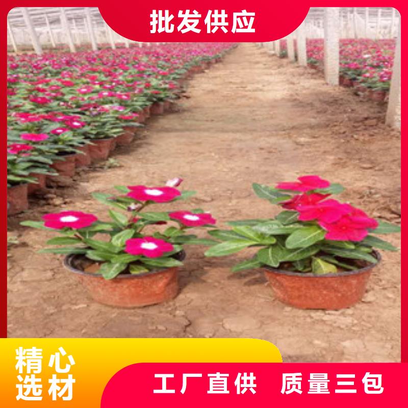 时令草花观赏草/蒲苇狼尾草厂家直接面向客户