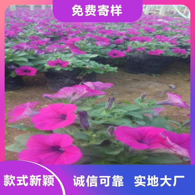 时令草花水生植物/荷花睡莲产品细节