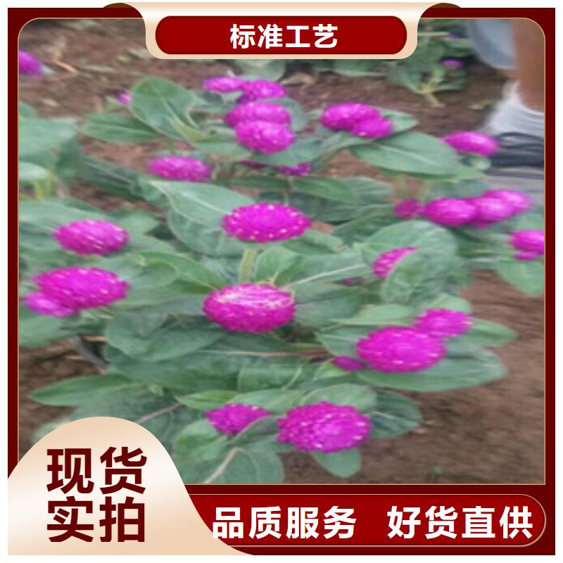 时令草花-鲁冰花/粉黛乱子草服务始终如一