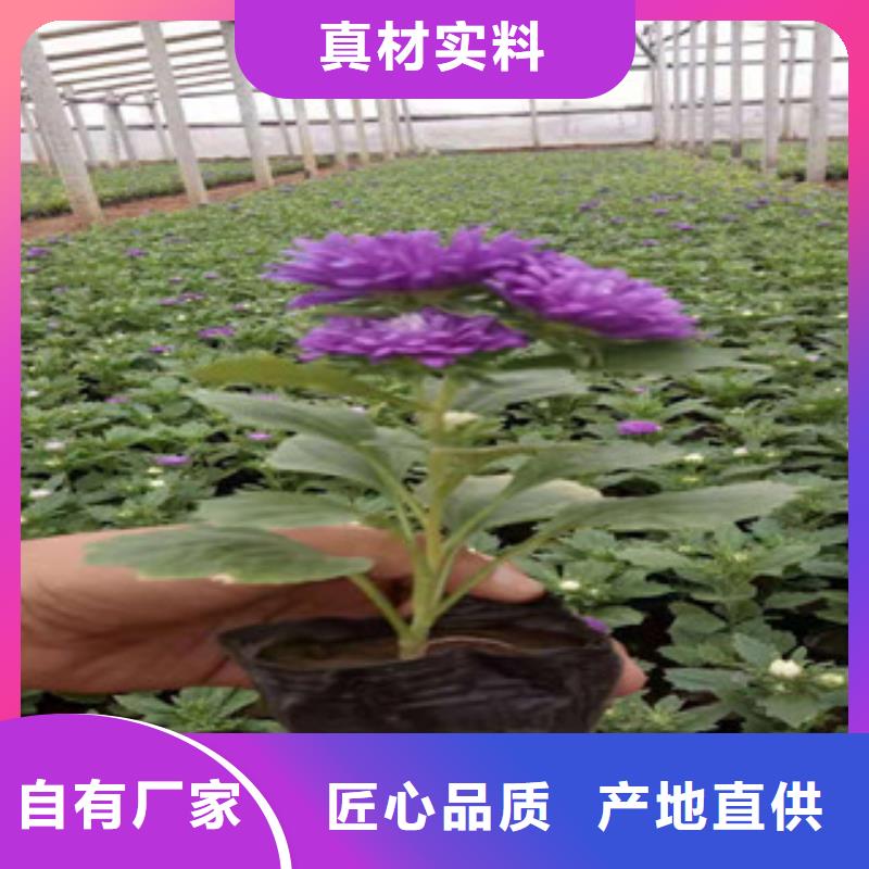 宿根花卉观赏草/蒲苇狼尾草分类和特点