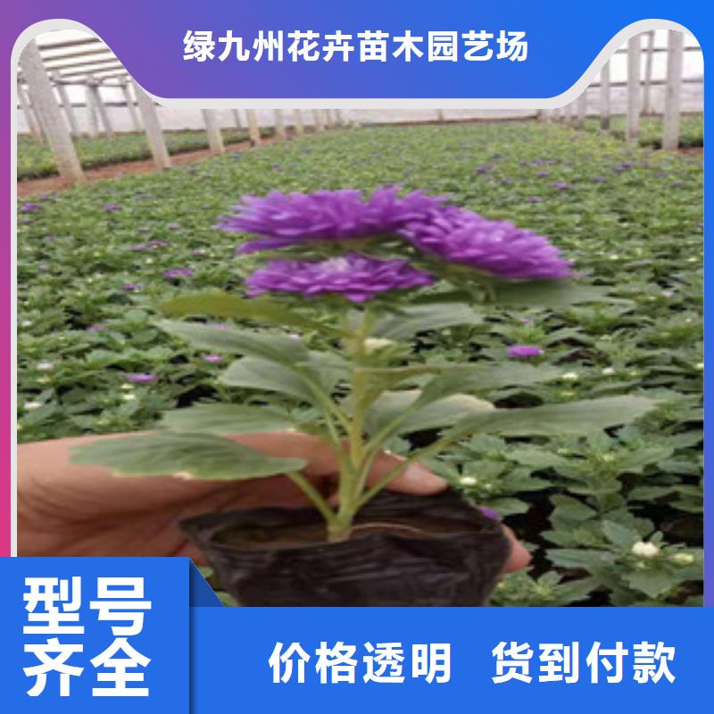 宿根花卉柳叶马鞭草/薰衣草厂家