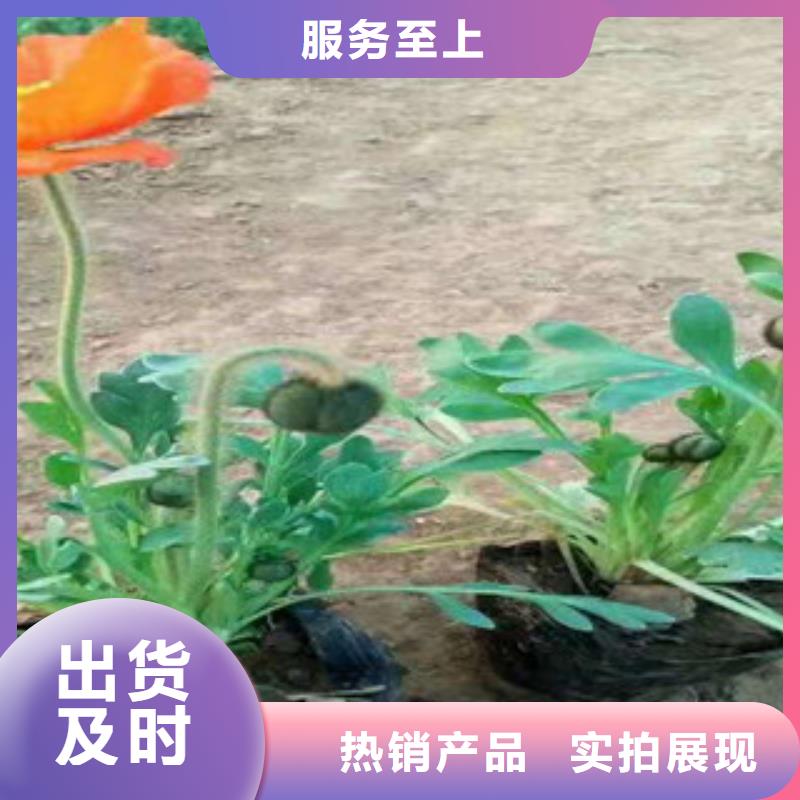 宿根花卉观赏草/蒲苇狼尾草分类和特点