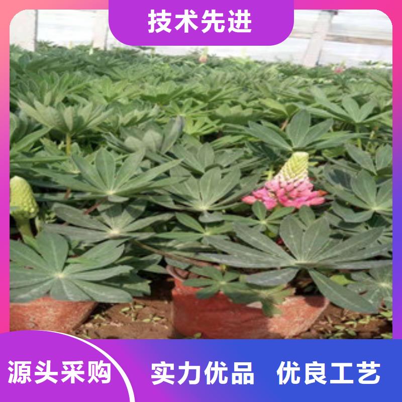 宿根花卉观赏草/蒲苇狼尾草分类和特点