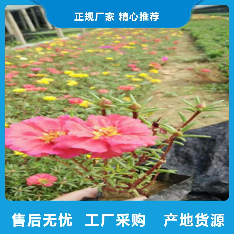 花海景观耐寒耐旱草花基地定制不额外收费