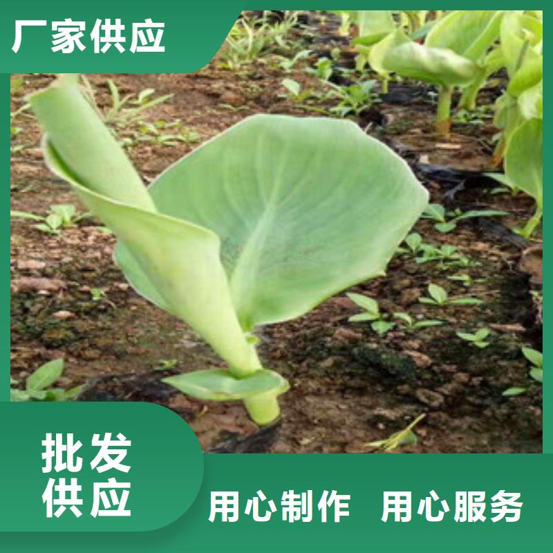 【花海景观】柳叶马鞭草/薰衣草客户好评