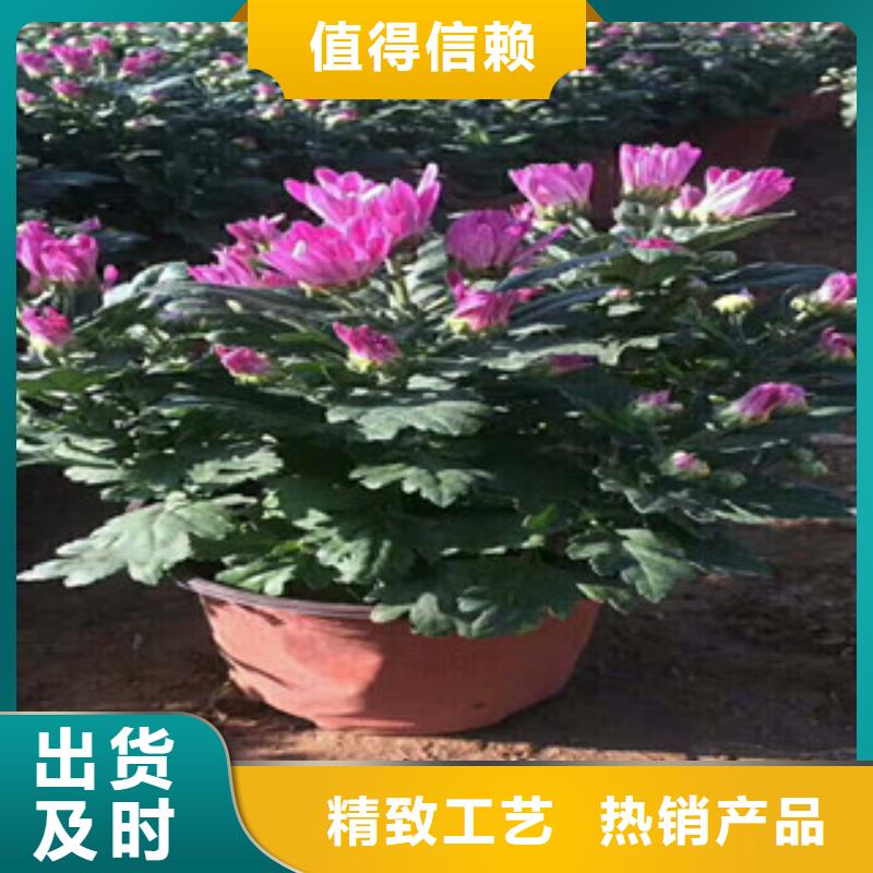 【花海景观】柳叶马鞭草/薰衣草客户好评