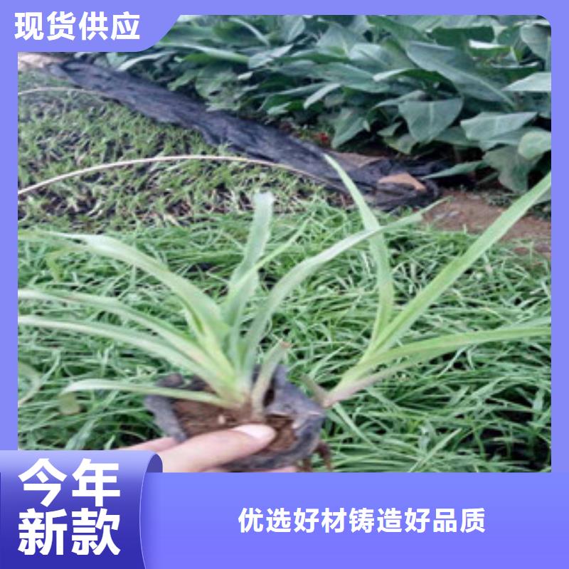 【花海景观柳叶马鞭草/薰衣草质检合格出厂】