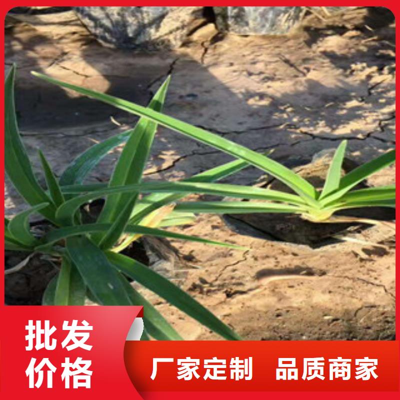 花海景观【花海景观工程】专注细节专注品质