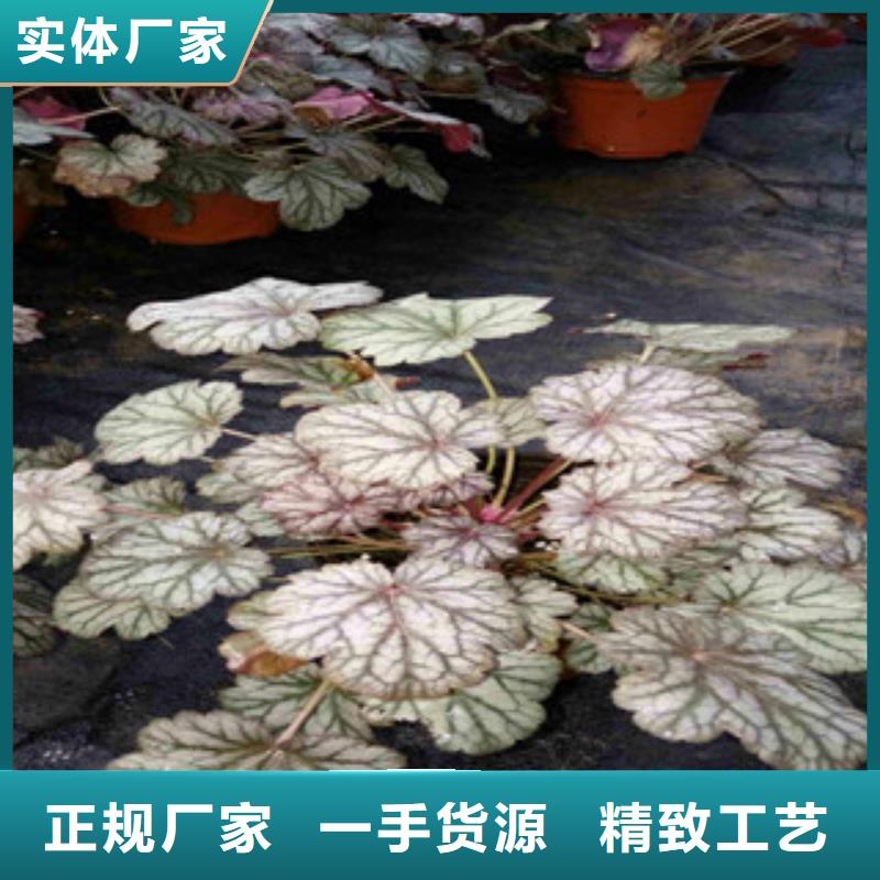 【花海景观柳叶马鞭草/薰衣草质检合格出厂】