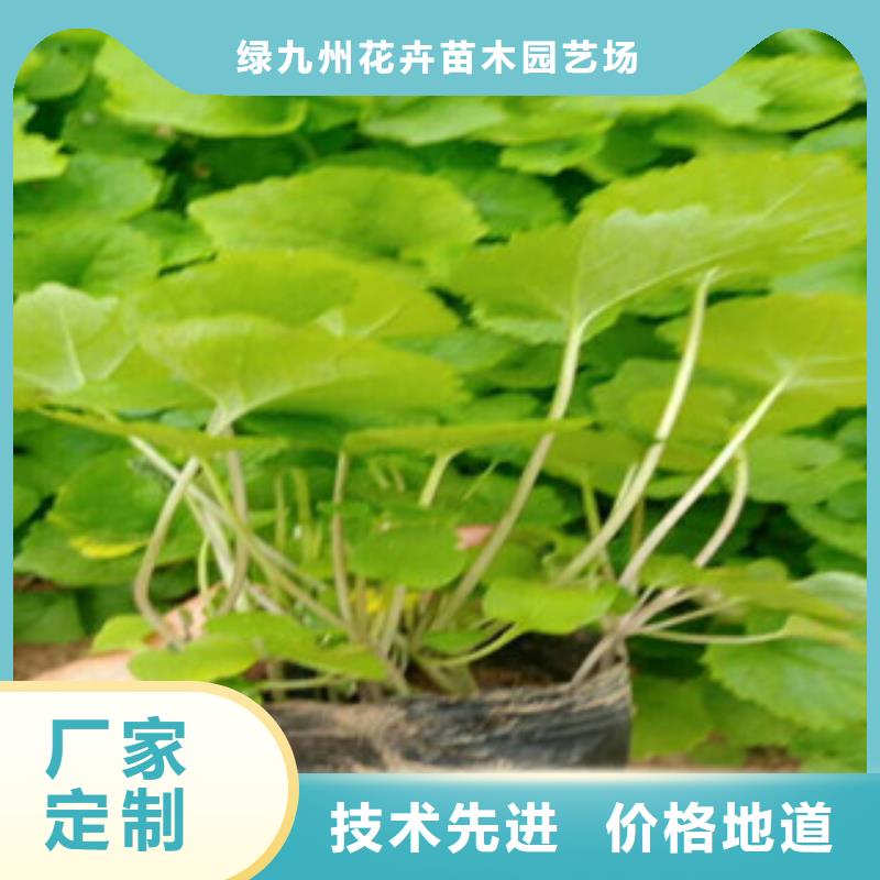 【花海景观】柳叶马鞭草/薰衣草客户好评