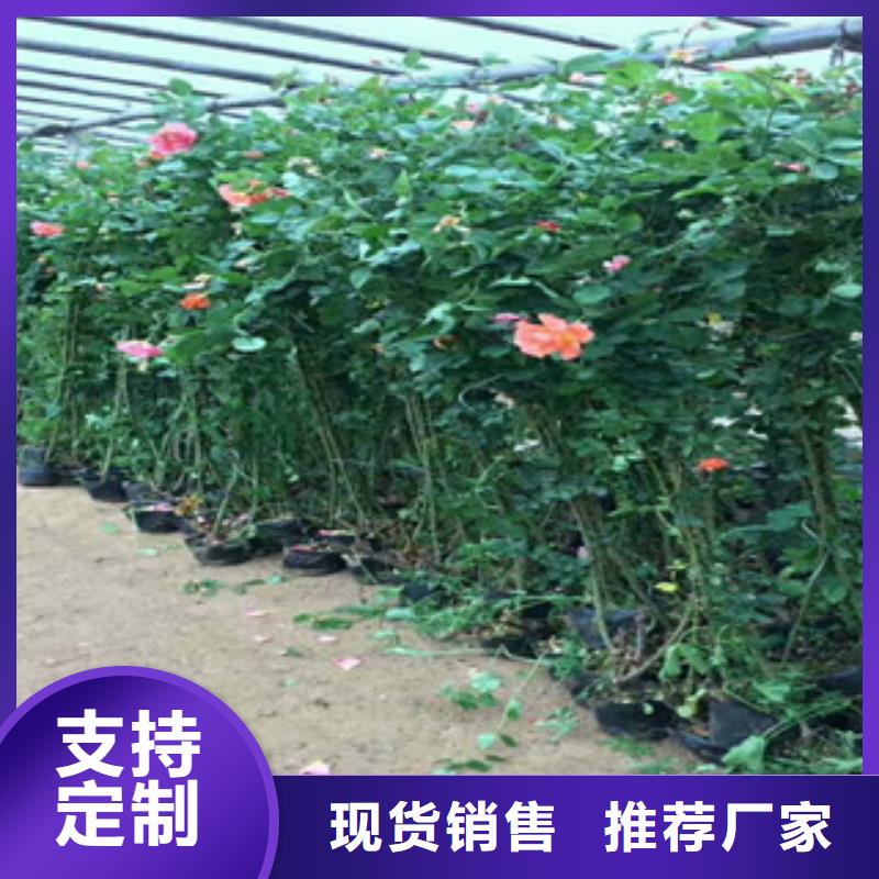 花海景观花海景观工程精心推荐