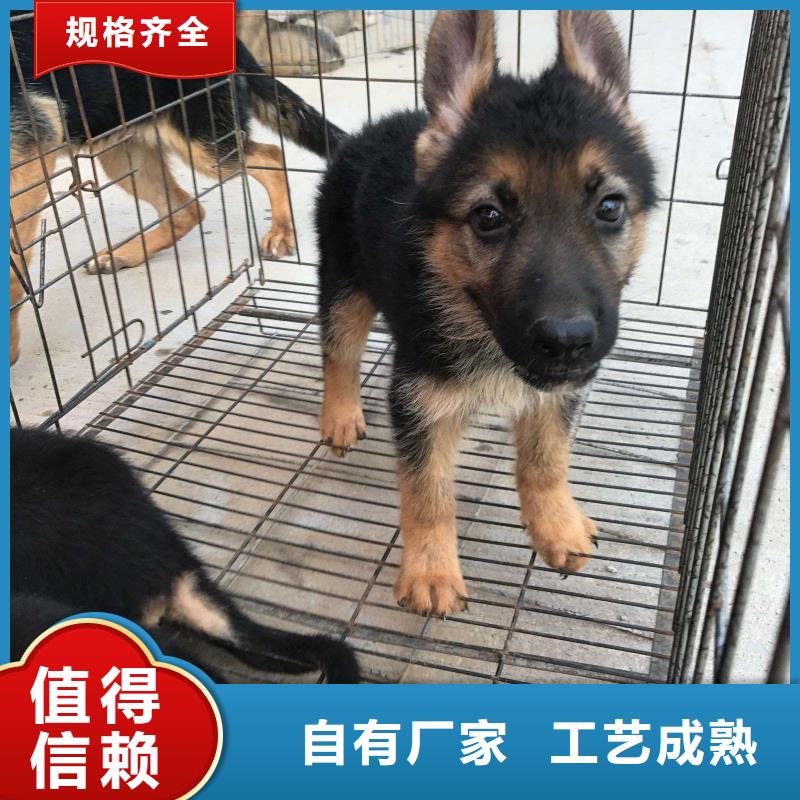 【德国牧羊犬】_德牧犬专业生产制造厂