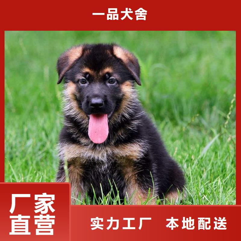 德国牧羊犬德牧犬敢与同行比价格