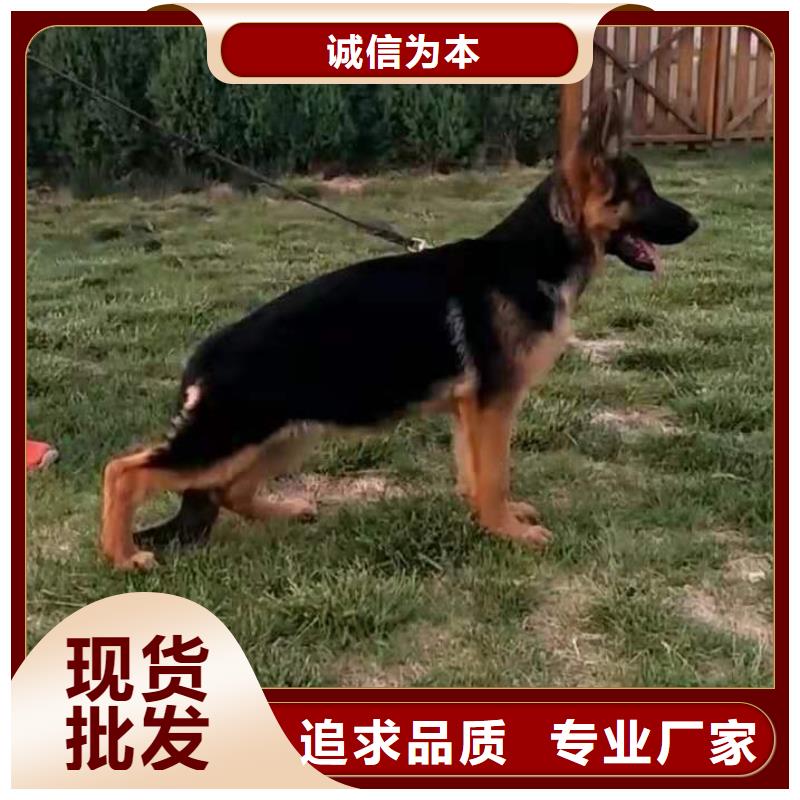 德国牧羊犬杜高犬真正的源头厂家