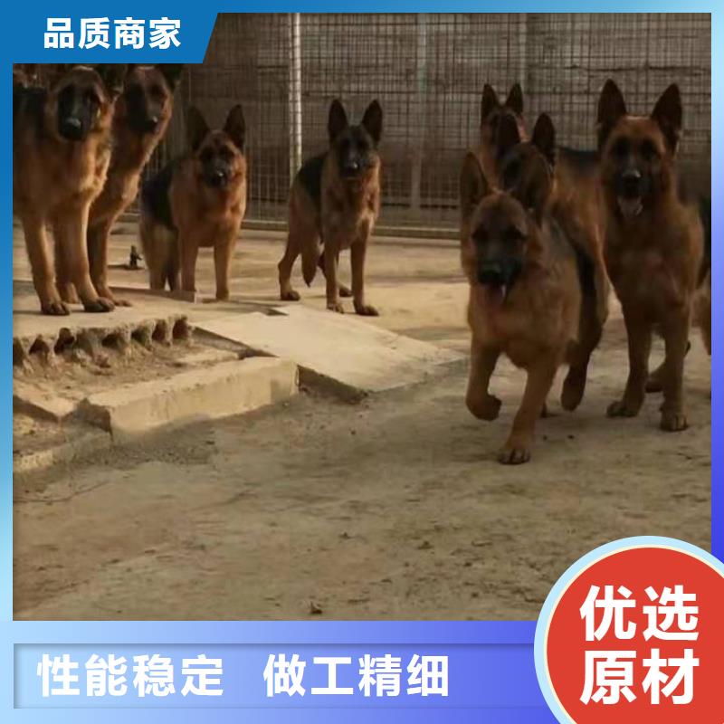 德国牧羊犬杜高犬真正的源头厂家