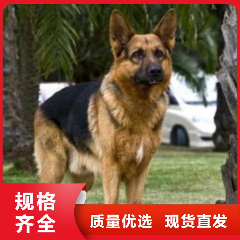 【德国牧羊犬,拉布拉多犬懂您所需】