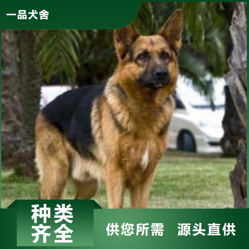 德国牧羊犬【卡斯罗犬】用心做好细节