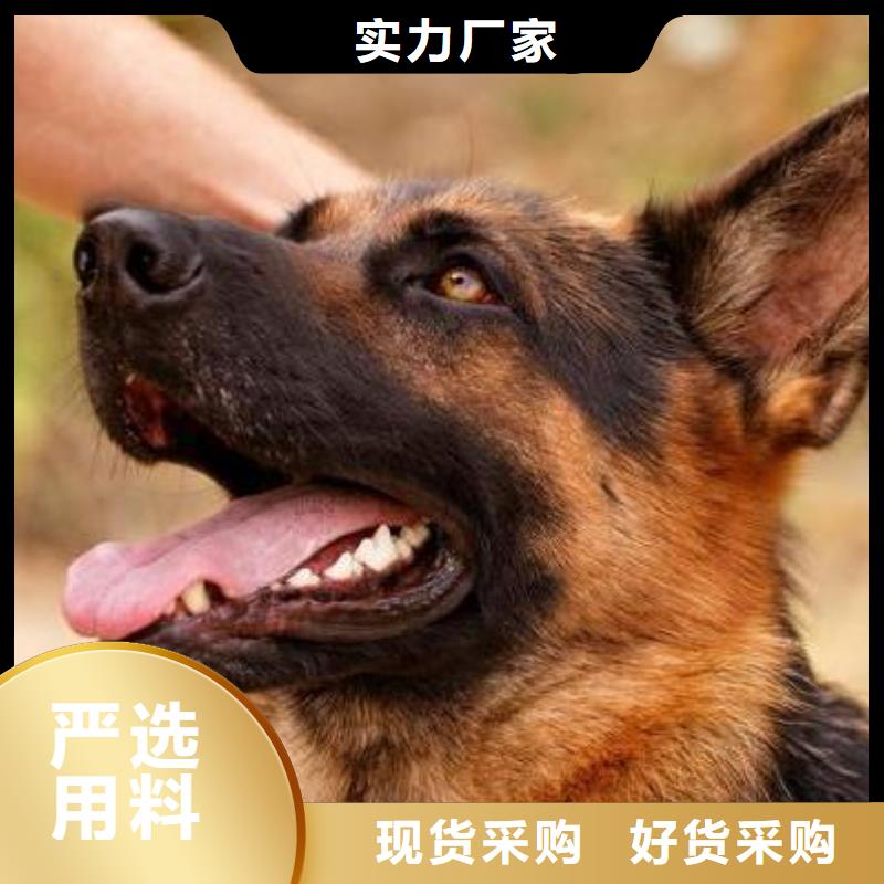 德国牧羊犬杜高犬一手价格