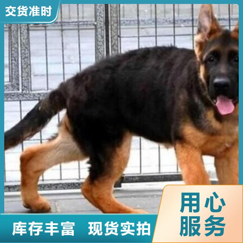 德国牧羊犬杜高犬一手价格