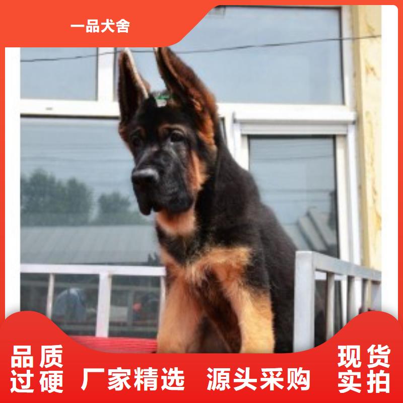 德国牧羊犬杜高犬真正的源头厂家