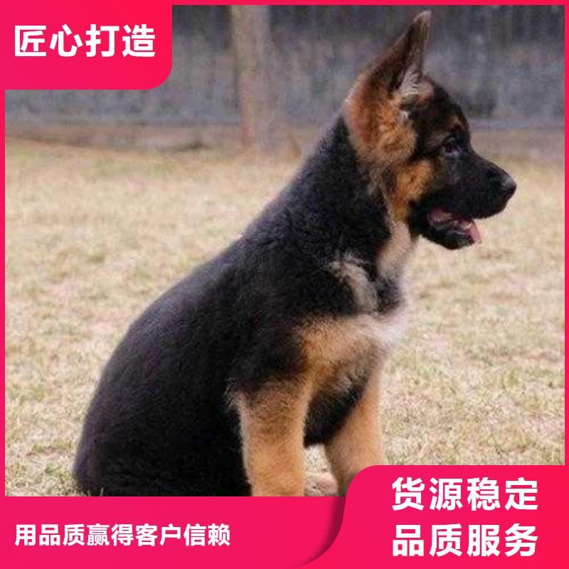 【德国牧羊犬,拉布拉多犬懂您所需】