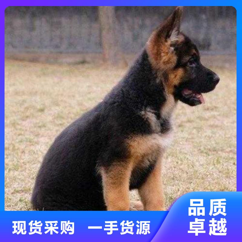 德国牧羊犬【卡斯罗犬】用心做好细节