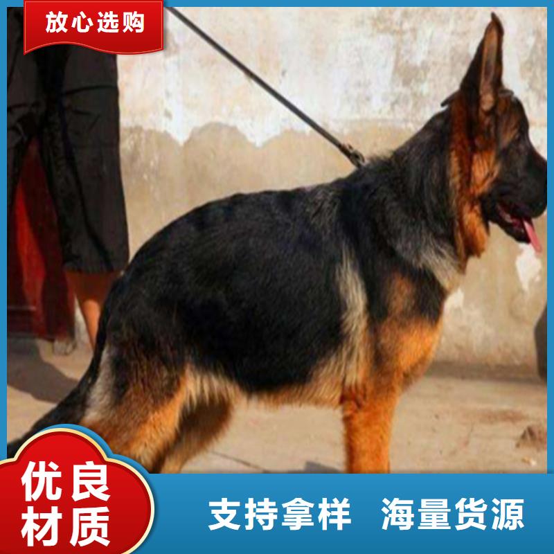 德国牧羊犬杜高犬一手价格