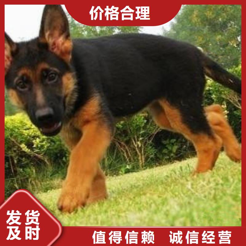 德国牧羊犬杜高犬真正的源头厂家