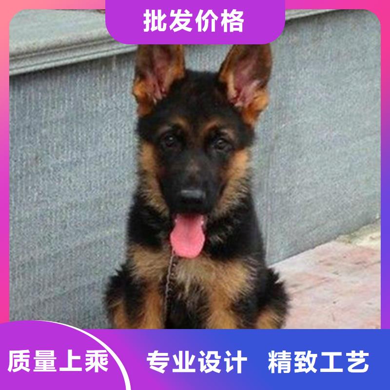 【德国牧羊犬】_德牧犬专业生产制造厂