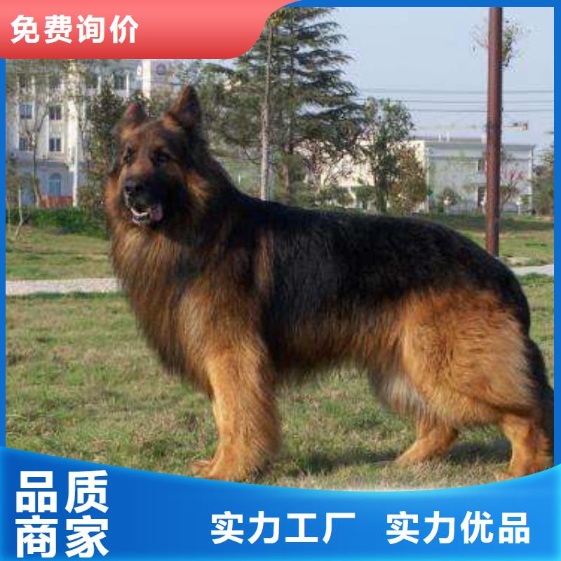 德国牧羊犬-拉布拉多犬品质有保障