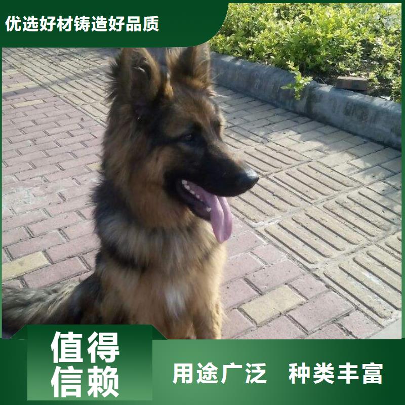 【德国牧羊犬】_德牧犬专业生产制造厂