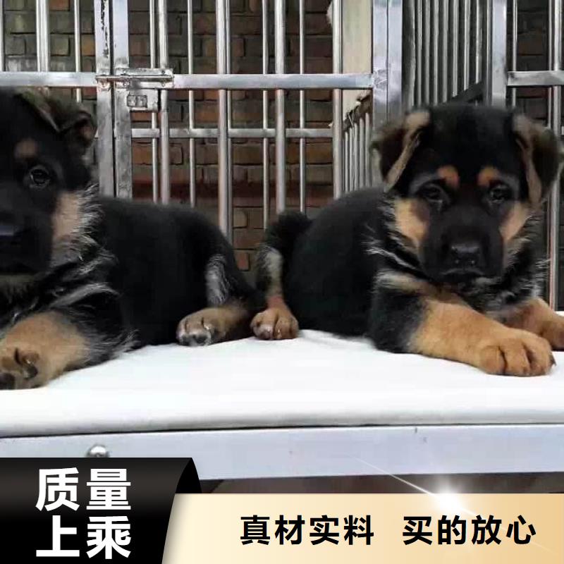 德国牧羊犬德牧犬敢与同行比价格