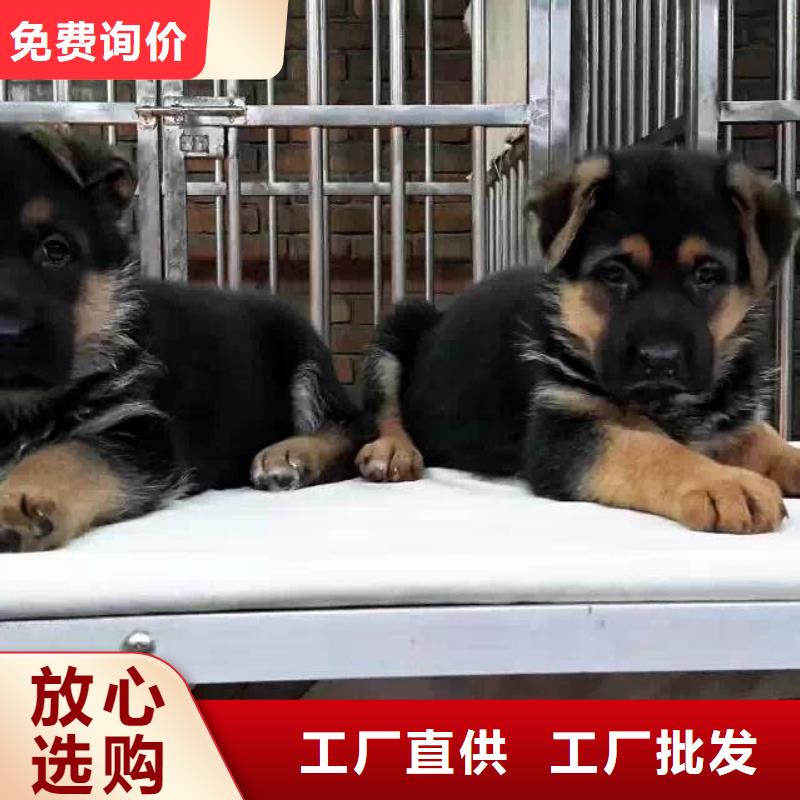 德国牧羊犬【卡斯罗犬】用心做好细节