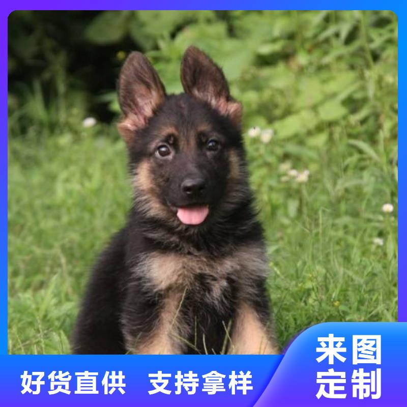 【德国牧羊犬】_德牧犬专业生产制造厂