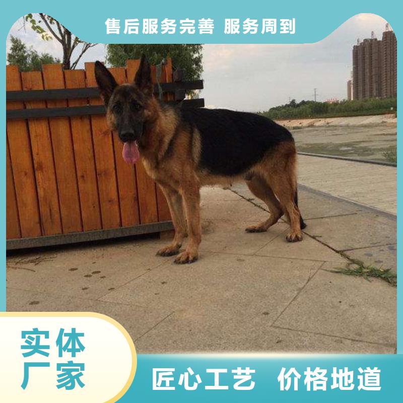 德国牧羊犬杜高犬真正的源头厂家