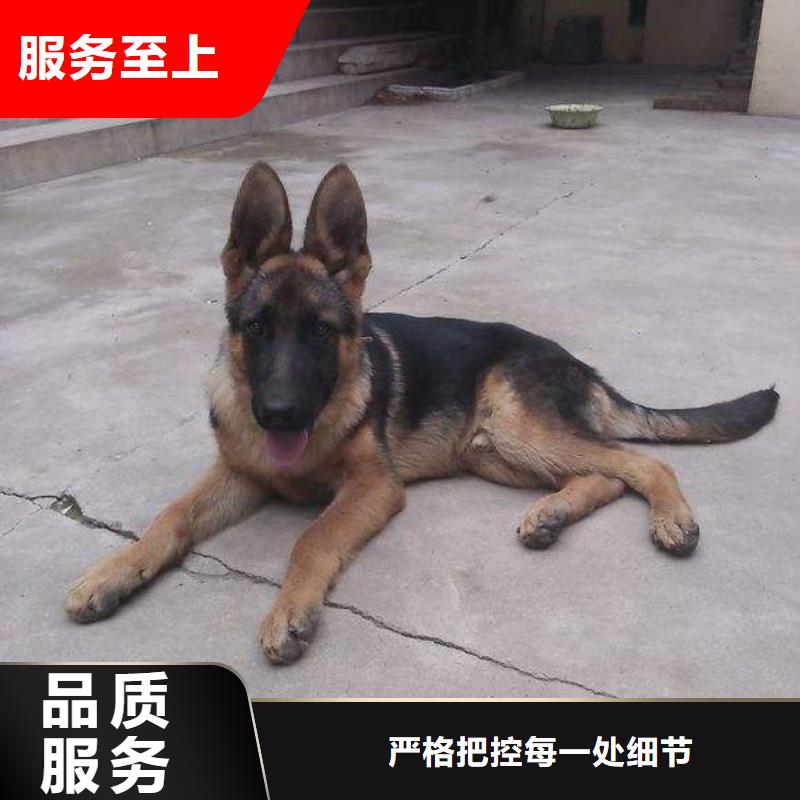 德国牧羊犬-拉布拉多犬品质有保障